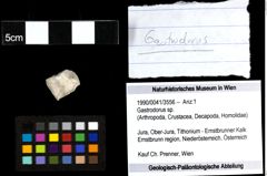 Foto (Objekt + Etiketten) von Gastrodorus sp. 